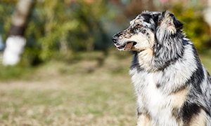 Higiene bucodentária